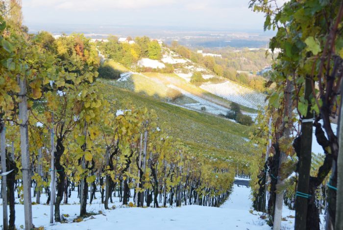 Ferienhaus mieten Österreich am Weingut